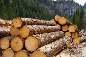Порядок выделения древесины для собственных нужд граждан Республика Башкортостан f2ad51186f618adbf489b1839b41cddb_1000_666.jpg