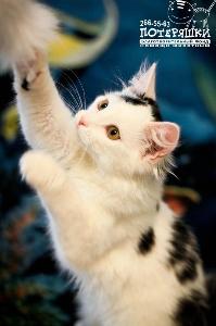 Меховое мурчащее чудо - котик Азат обложка.jpg