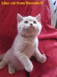 Британские котята из питомника кошек Ольги Барсуковой Город Уфа