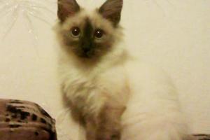 Отдадим БЕСПЛАТНО домашнего породистого сиамского котенка (девочка, 2, 5 месяца) в самые добрые руки! Город Уфа
