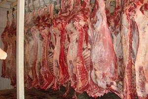 Мясо говядина, свинина 1, 2 категория оптом от производителя/от 180 р/кг Населенный пункт Кордон Рядом с Мелькомбинатом